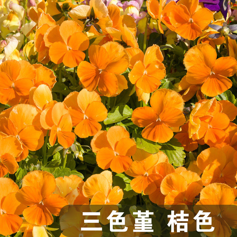 Horned Pansy Orange NVT10 Flower Seeds