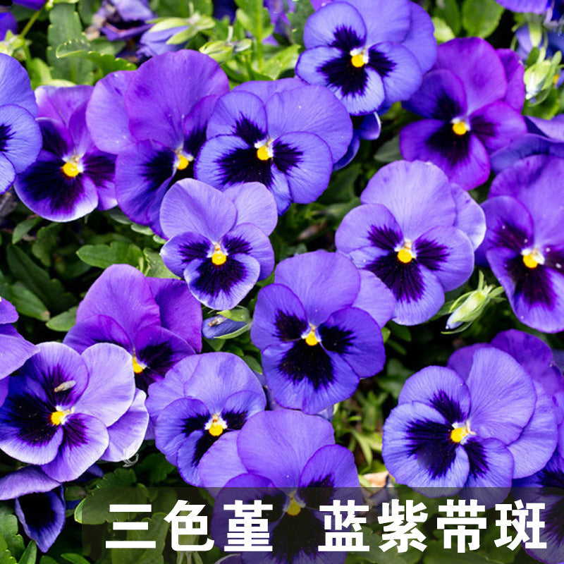 Pansy Blue&Violet with Blotch NVT15 Flower Seeds