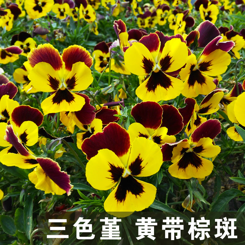 Pansy Yellow with Brown Blotch and brown upper petals NVT16 Flower Seeds