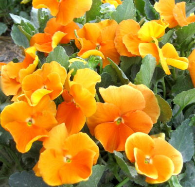 Pansy Orange NVT38 Flower Seeds