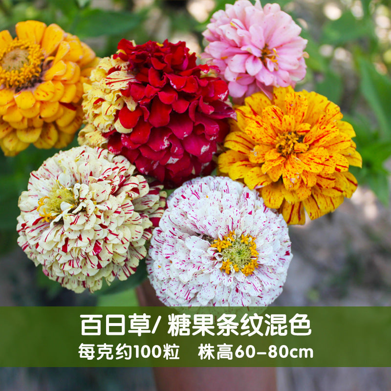 Zinnia/Candy Stripe Zinnias Tall Mix NZE01 Flower Seeds