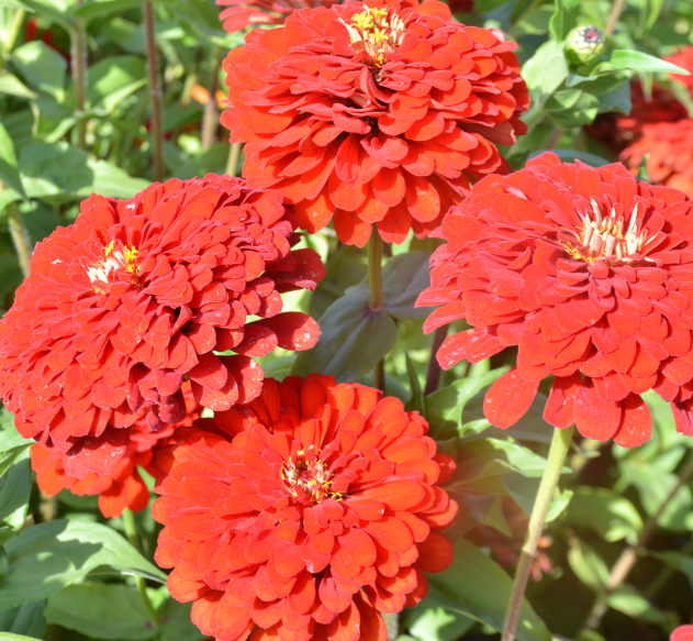 Zinnia/Dahlia Flowered Zinnia Tall Red NZE02 Flower Seeds