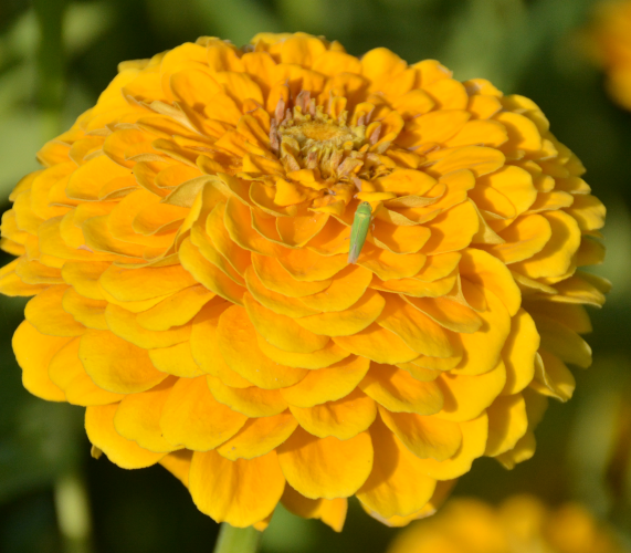 Zinnia/Dahlia Flowered Zinnia Tall Yellow NZE03 Flower Seeds