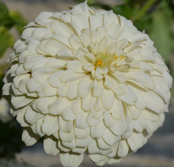 Zinnia/Dahlia Flowered Zinnia Tall White NZE04 Flower Seeds