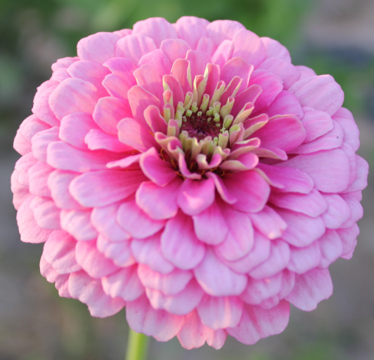 Zinnia/Dahlia Flowered Zinnia Tall Pink NZE05 Flower Seeds