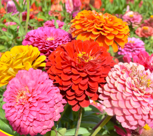 Zinnia/Dahlia Flowered Zinnia Tall Mix NZE06 Flower Seeds