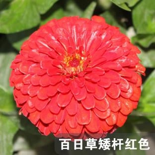 Zinnia/Dahlia Flowered Zinnia Dwarf Red NZE07 Flower Seeds