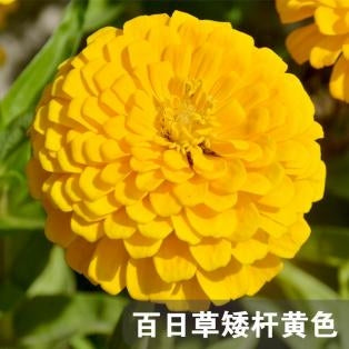 Zinnia/Dahlia Flowered Zinnia Dwarf Yellow NZE08 Flower Seeds