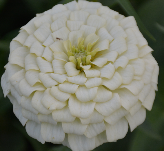 Zinnia/Dahlia Flowered Zinnia Dwarf White NZE09 Flower Seeds