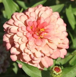 Zinnia/Dahlia Flowered Zinnia Dwarf Pink NZE10 Flower Seeds