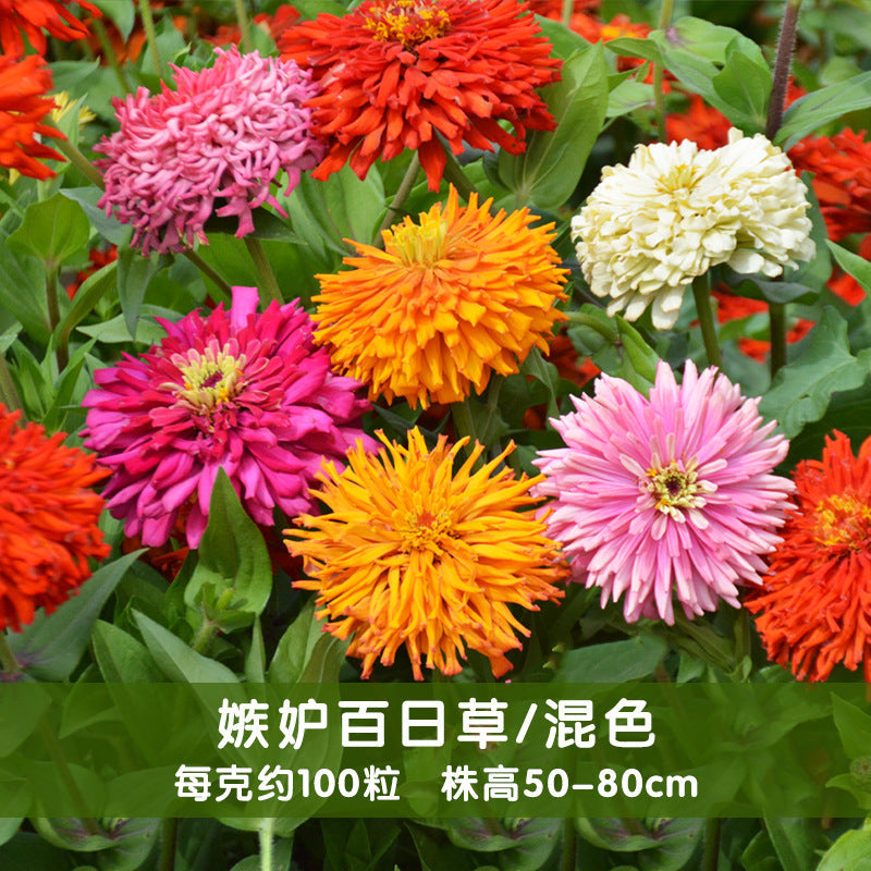 Zinnia/Giant Cactus Zinnia Mix NZE12 Flower Seeds