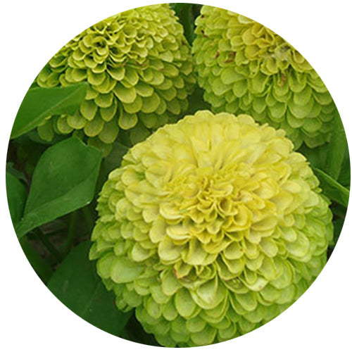 Zinnia Green NZE16 Flower Seeds