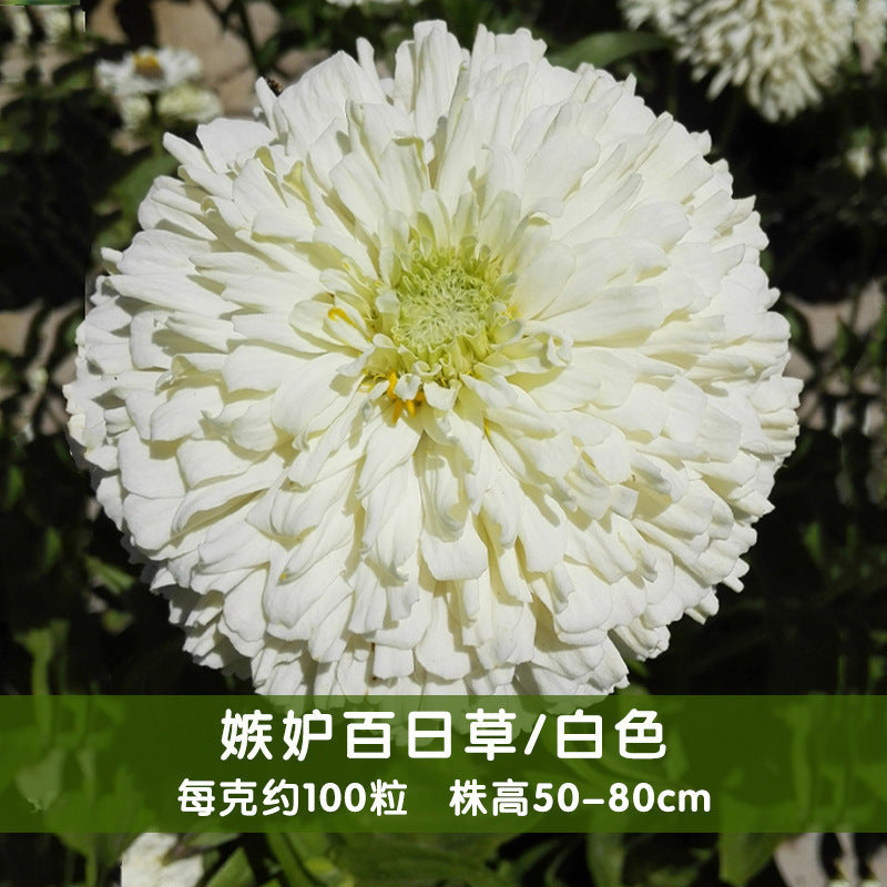 Zinnia/Giant Cactus Zinnia White NZE19 Flower Seeds