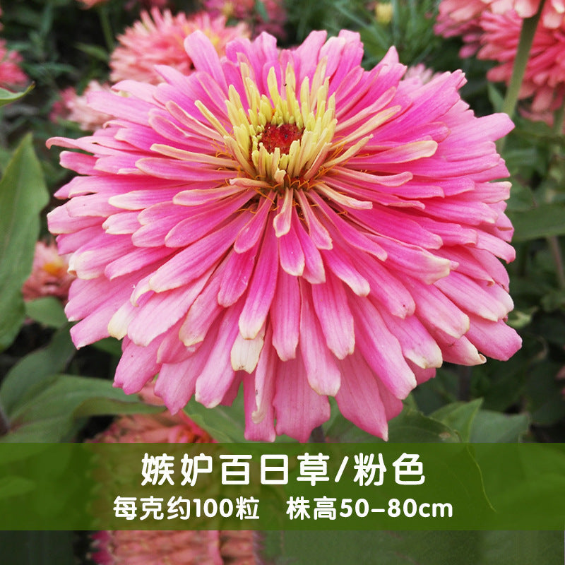 Zinnia/Giant Cactus Zinnia Pink NZE20 Flower Seeds