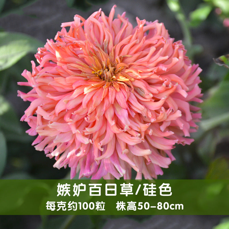 Zinnia/Giant Cactus Zinnia Salmon NZE21 Flower Seeds