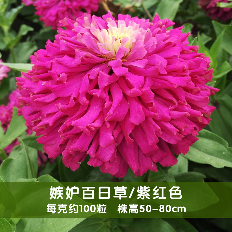 Zinnia/Giant Cactus Zinnia Lilac NZE22 Flower Seeds