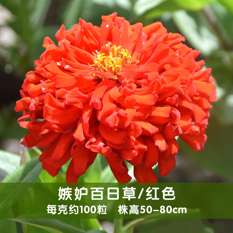 Zinnia/Giant Cactus Zinnia Red NZE23 Flower Seeds