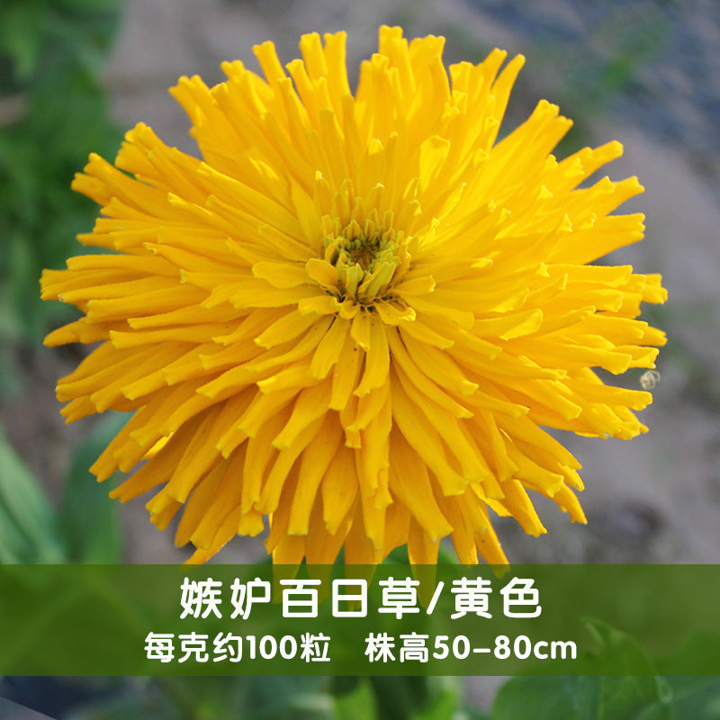 Zinnia/Giant Cactus Zinnia Yellow NZE24 Flower Seeds