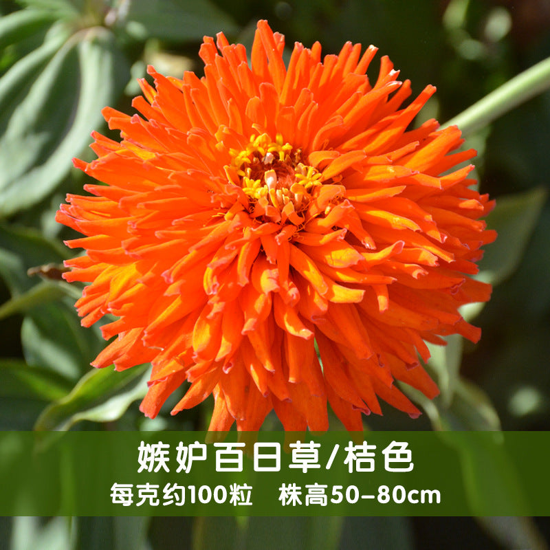 Zinnia/Giant Cactus Zinnia Orange NZE25 Flower Seeds