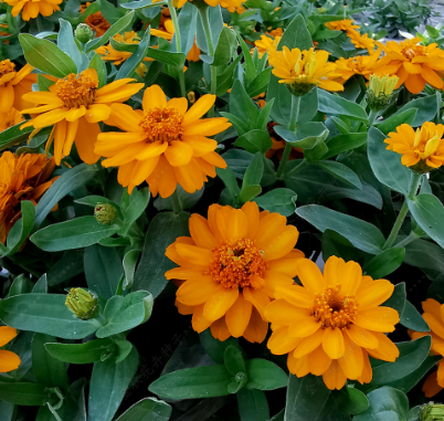 Zinnia Double Yellow Orange NZE45 Flower Seeds