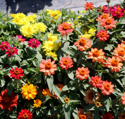 Zinnia Double Mix NZE46 Flower Seeds