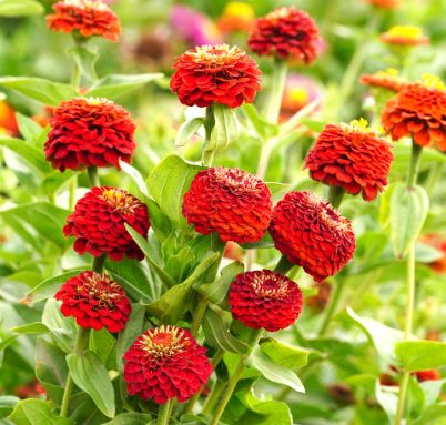 Zinnia Red NZE47 Flower Seeds