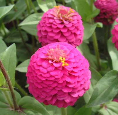 Zinnia Rose NZE48 Flower Seeds