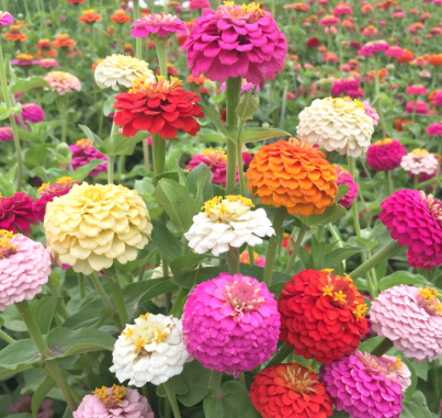 Zinnia Mix NZE50 Flower Seeds