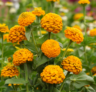 Zinnia Yellow NZE51 Flower Seeds