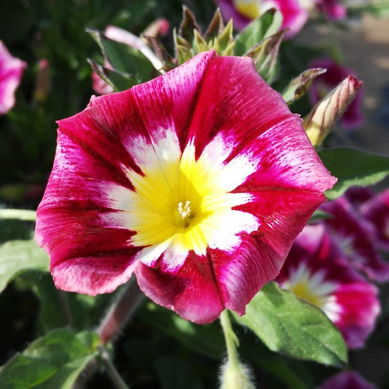 Morning Glory Dwarf Red NCT01 Flower Seeds