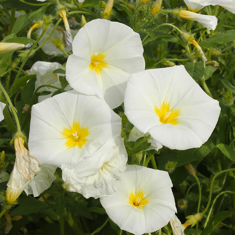 Morning Glory Dwarf White NCT03 Flower Seeds