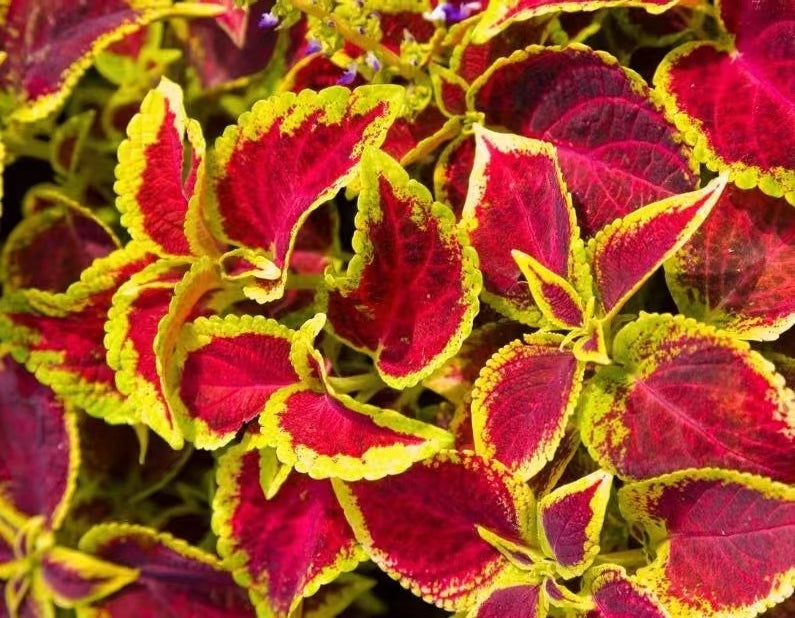 Coleus Ruby NCOL04 Flower Seeds